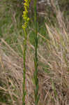 Seaside goldenrod